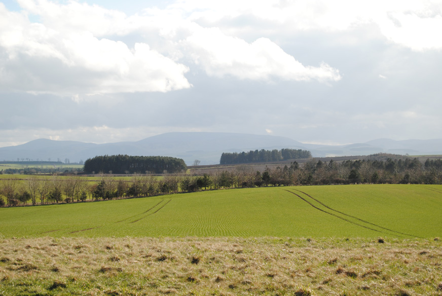 Cheviot from Duddo Standing Stones